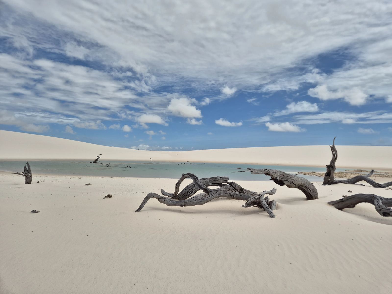 Árvores secas na areia branca às margens de uma lagoa