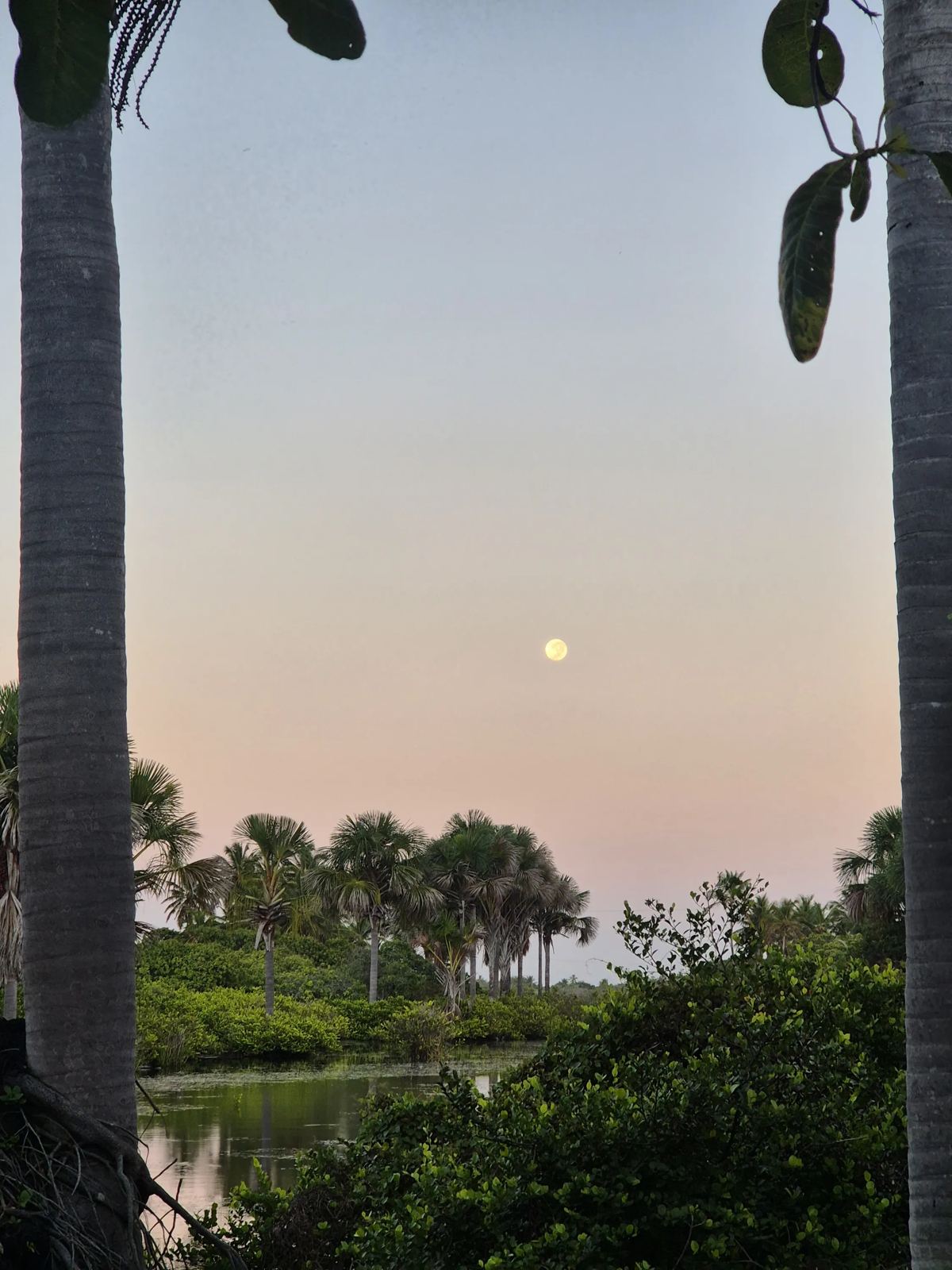 Lua cheia sobre os coqueiros ao entardecer